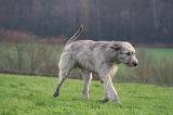 IRISH WOLFHOUND 318